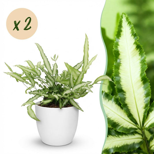 🌿 Pteris Albolineata | Diervriendelijke Lintvaren met Witte Pot (2 stuks)