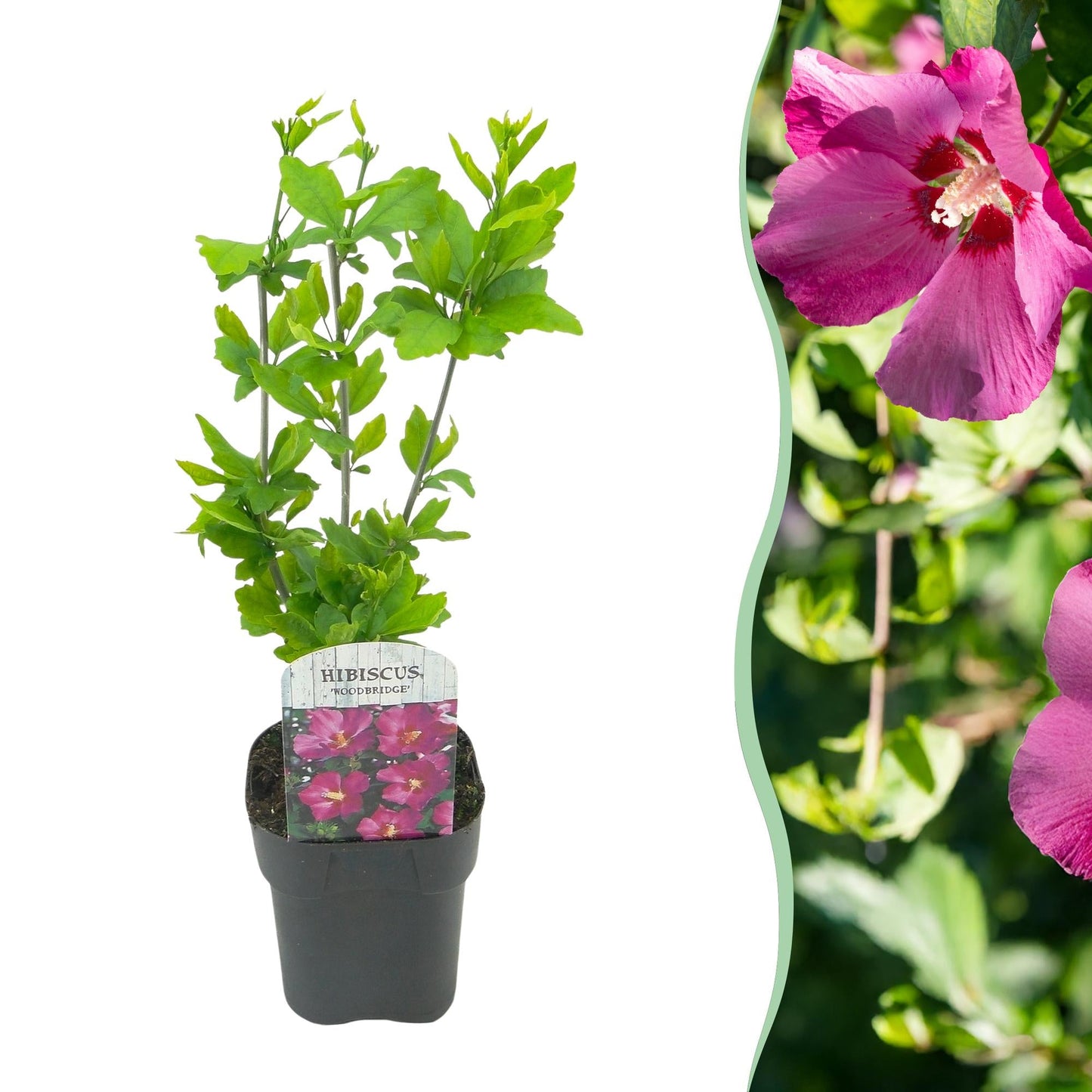 🌸 Hibiscus syriacus ‘Woodbridge’ – Hibiscus