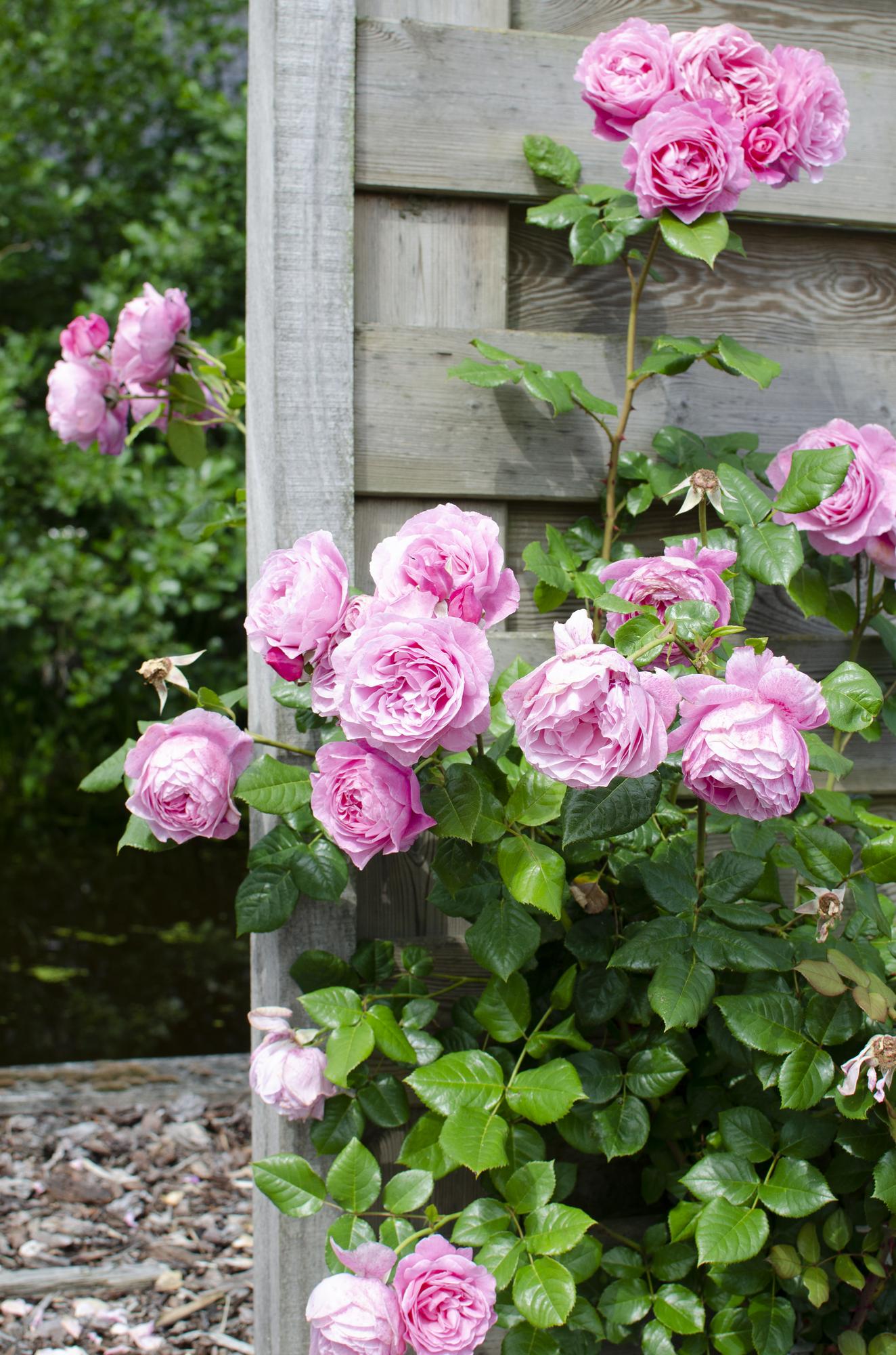 🌹 Rosa Crazy in Love ‘Pink’ – Romantische Klimroos Roze | (3 stuks)