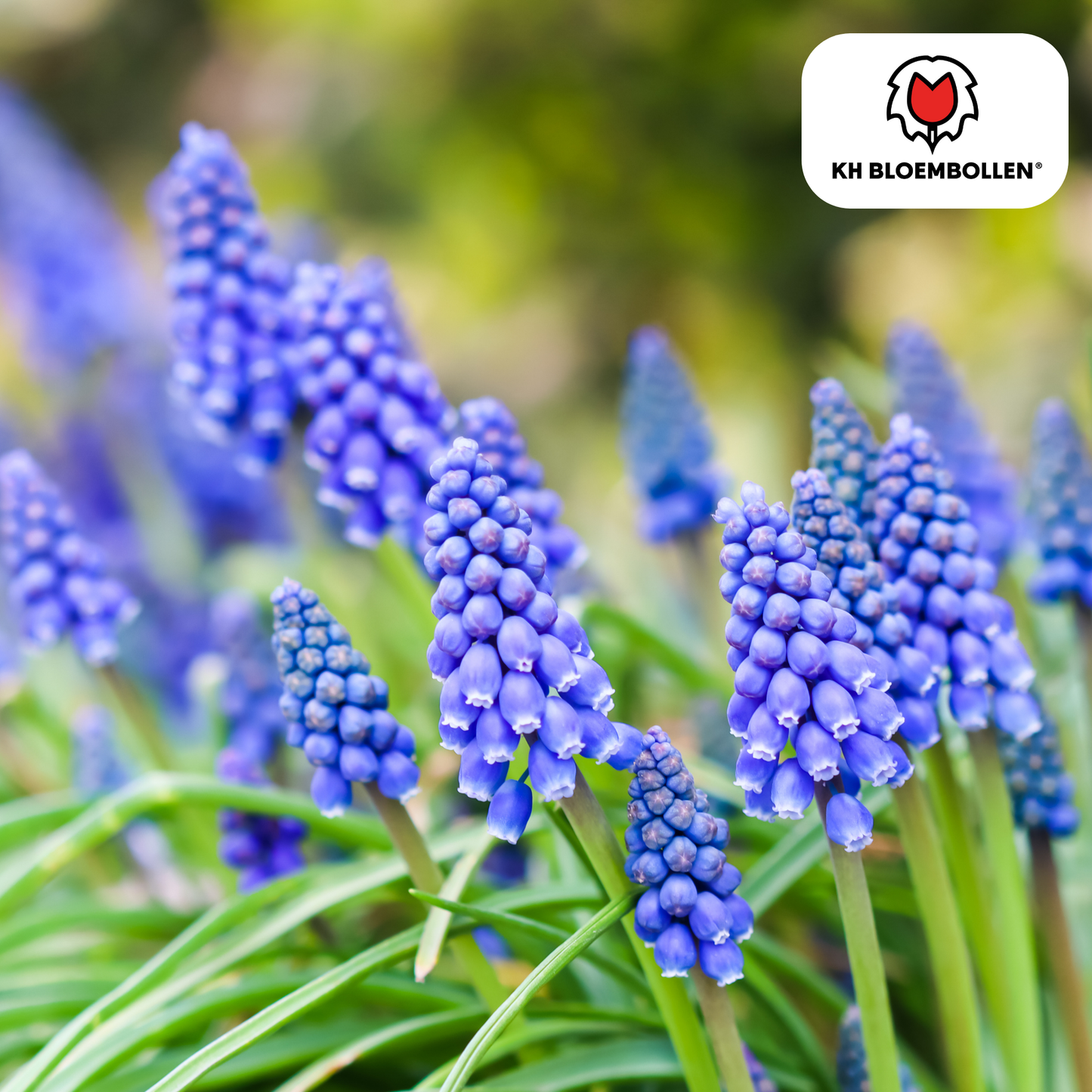 Muscari ‘Bleu Moon’ 🌸 | Intens Blauw & Voorjaarsbloeier (20 stuks)