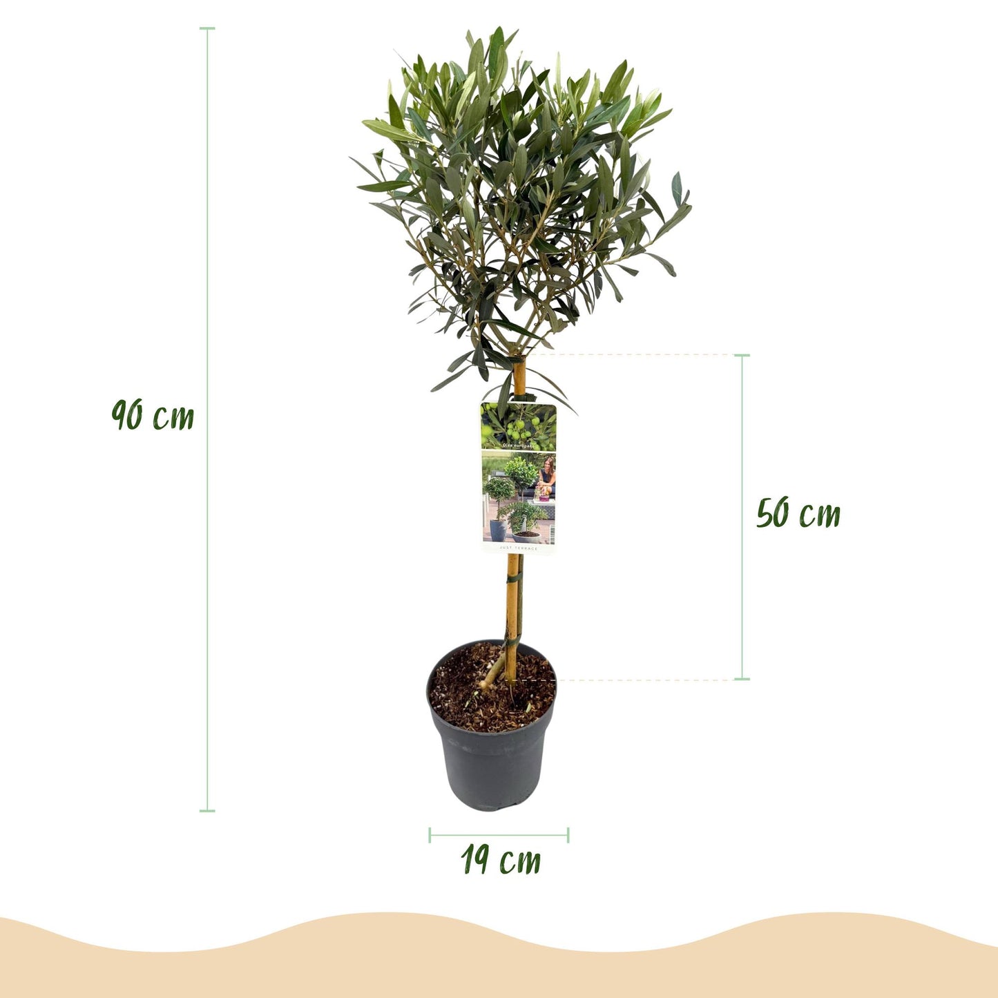 🌳 Olea europaea – Olijfboom op Stam