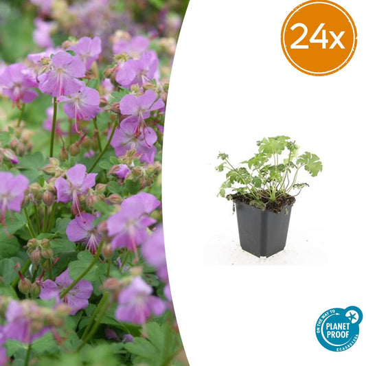 🌸 Geranium ‘Cambridge’ – Winterharde Bloeiende Bodembedekker (24 stuks)