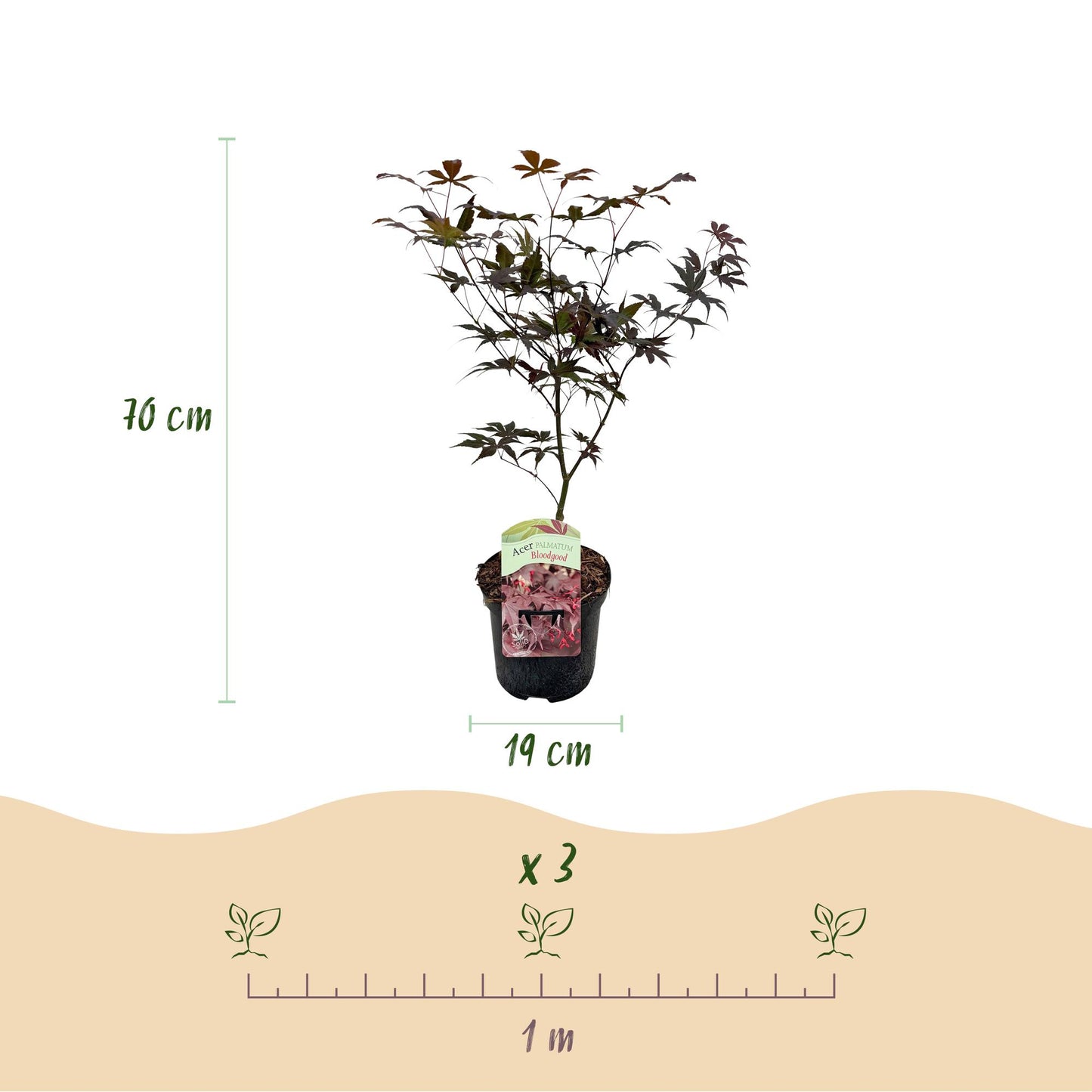 🌳 Acer palmatum ‘Bloodgood’ – Japanse Esdoorn (2 Stuks)