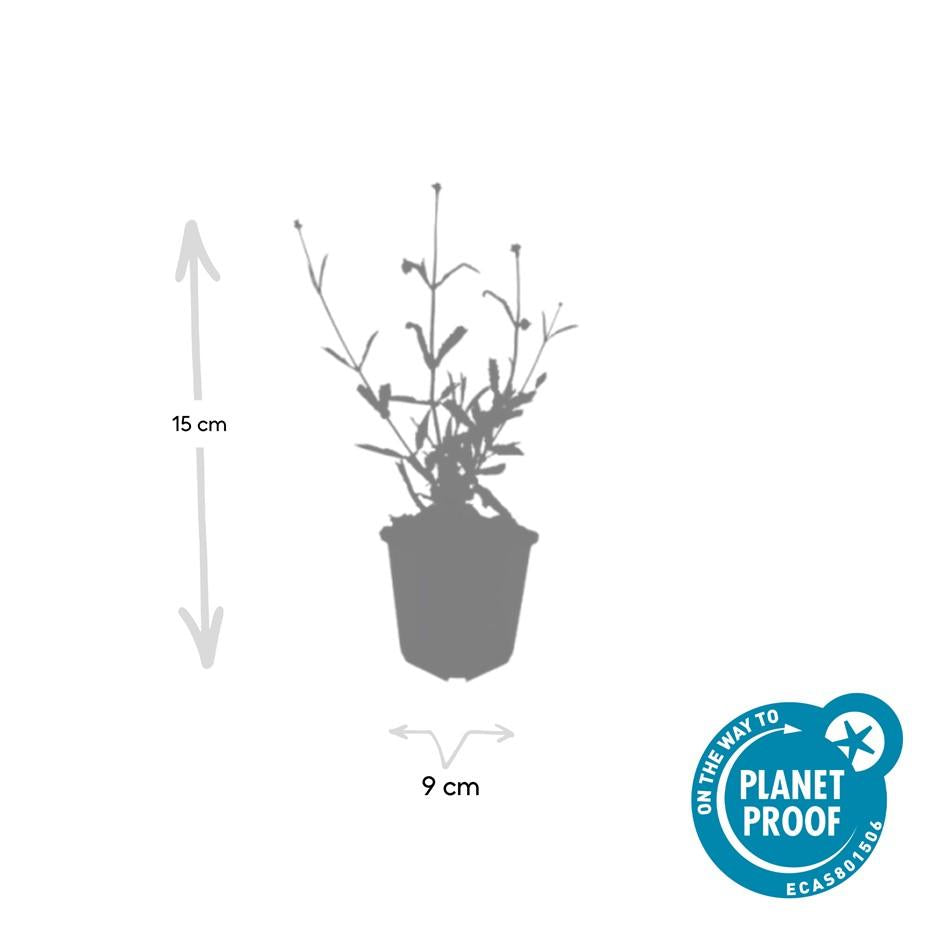 🌸 Verbena bonariensis ‘Lollipop’ – IJzerhard (6 Stuks)