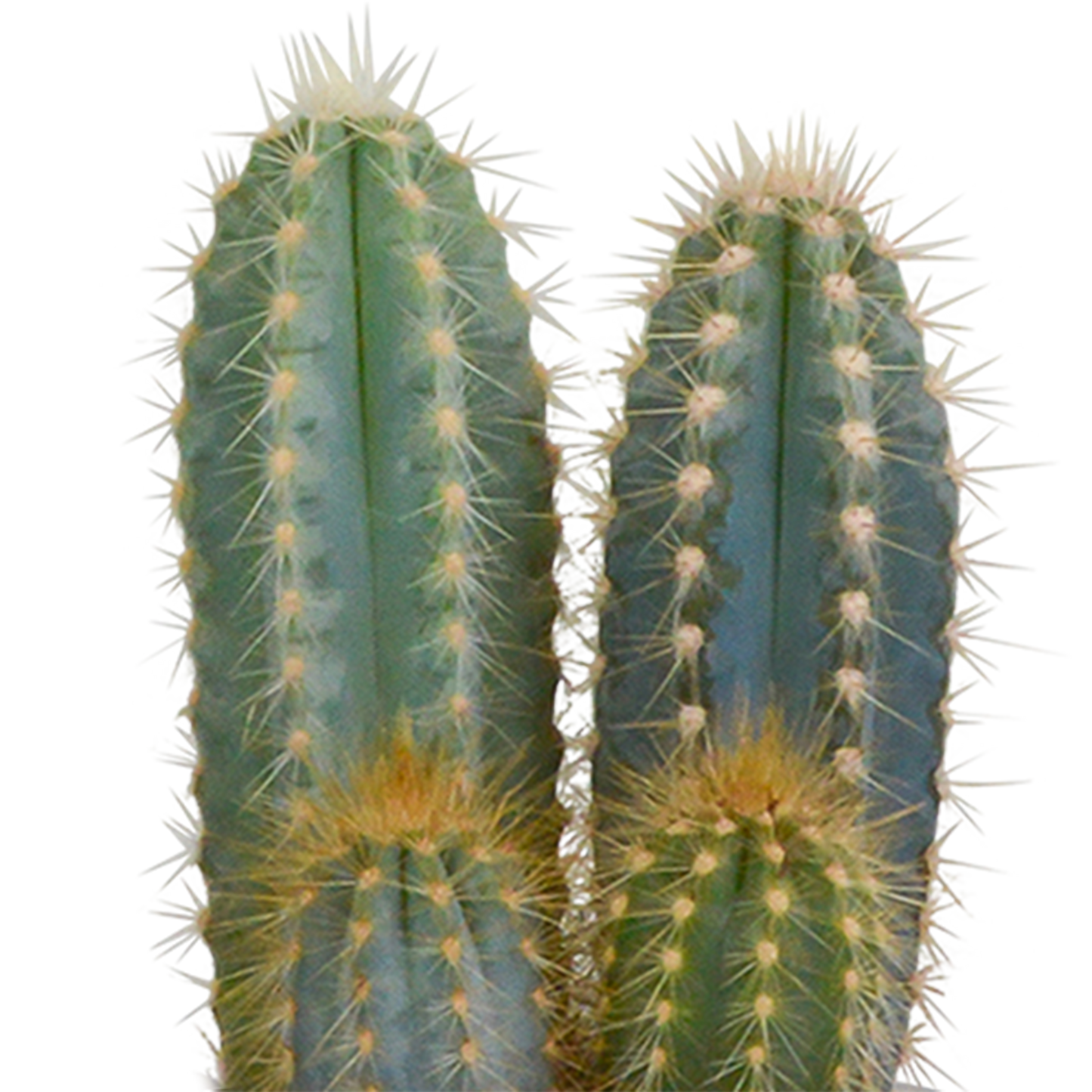 🌵 Cactus Mix –in Witte Pot (3 stuks)
