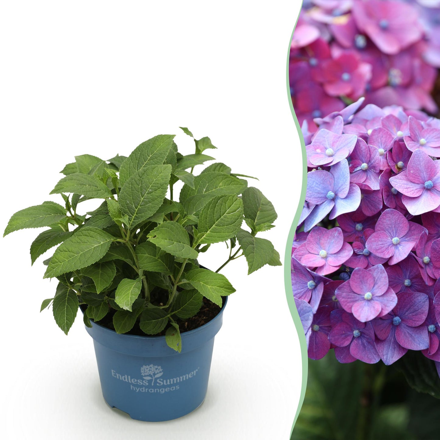 🌸 Hydrangea Summer Love Purple | Winterharde Hortensia