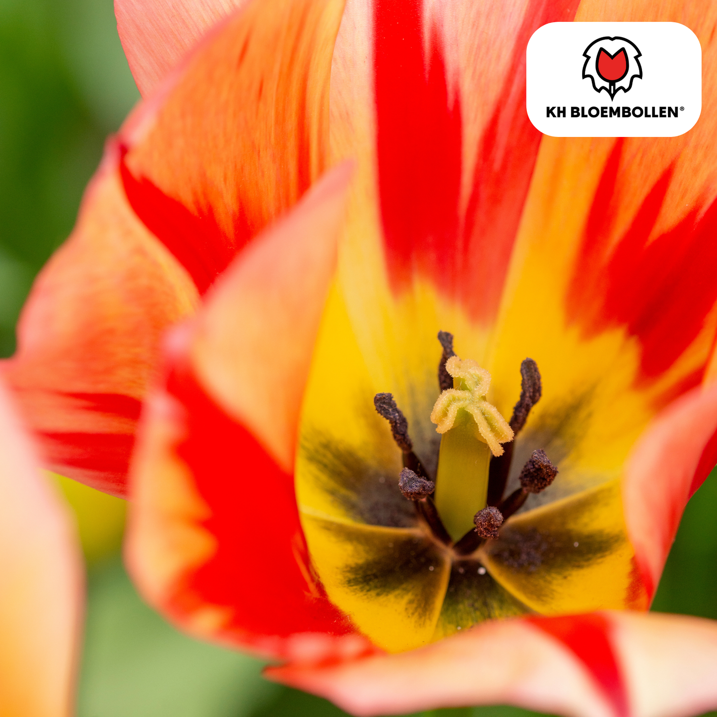 🌷 Tulpenbollen ‘Spring Break’ – Rood-Oranje Tulp (20 Stuks)