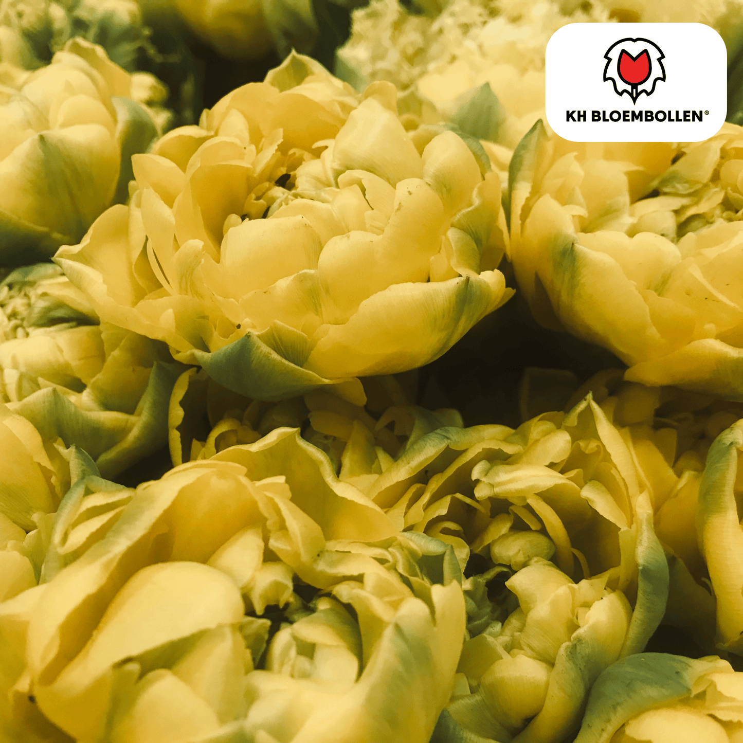 🌷 Tulpenbollen ‘Avant Garde’ – Gele Dubbelbloemige Tulp (20 Stuks)