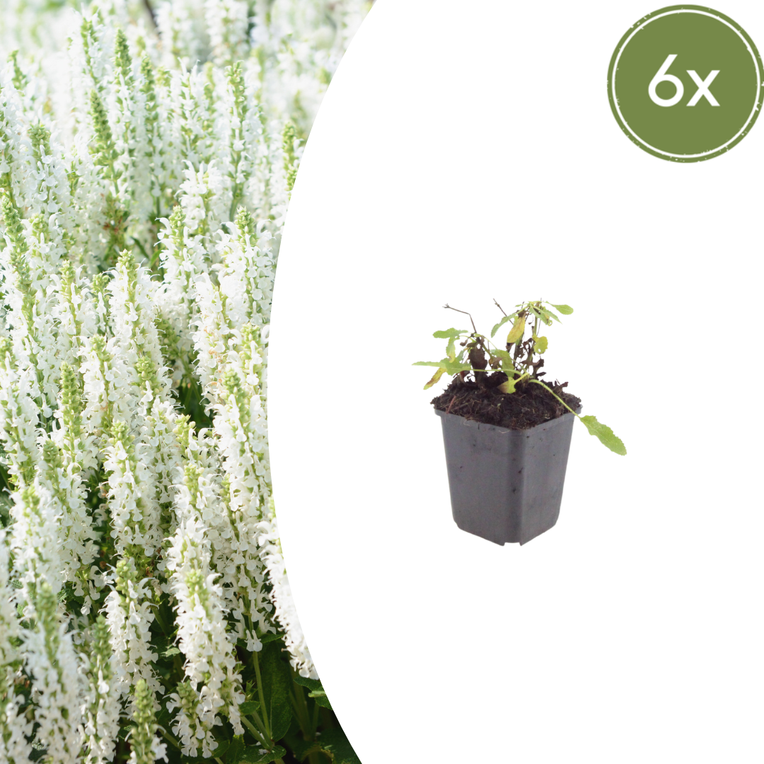 🤍 Salvia nemorosa ‘Schneehügel’ – Witte Vaste Salie | (6 stuks)