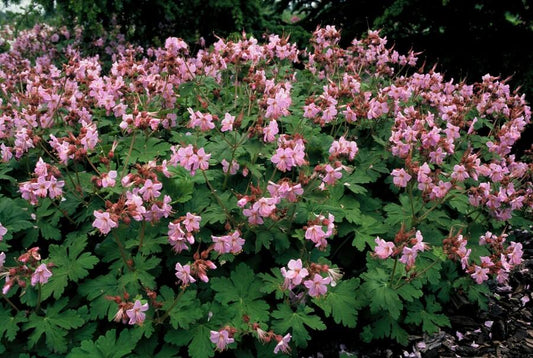 🌸 Charmante Geranium ‘Ingwersen’s Var.’ – Geurende Bodembedekker – 6 stuks