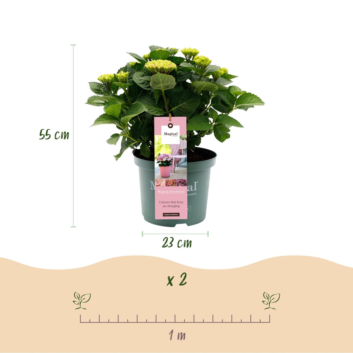 🌸 Hydrangea ‘Magical Revolution Pink’ – Roze Hortensia | (2 stuks)