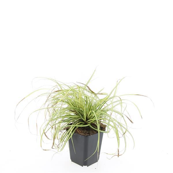 🌾 Carex ‘Evergold’ – Wintergroen Siergras voor Zon & Halfschaduw (24 stuks)