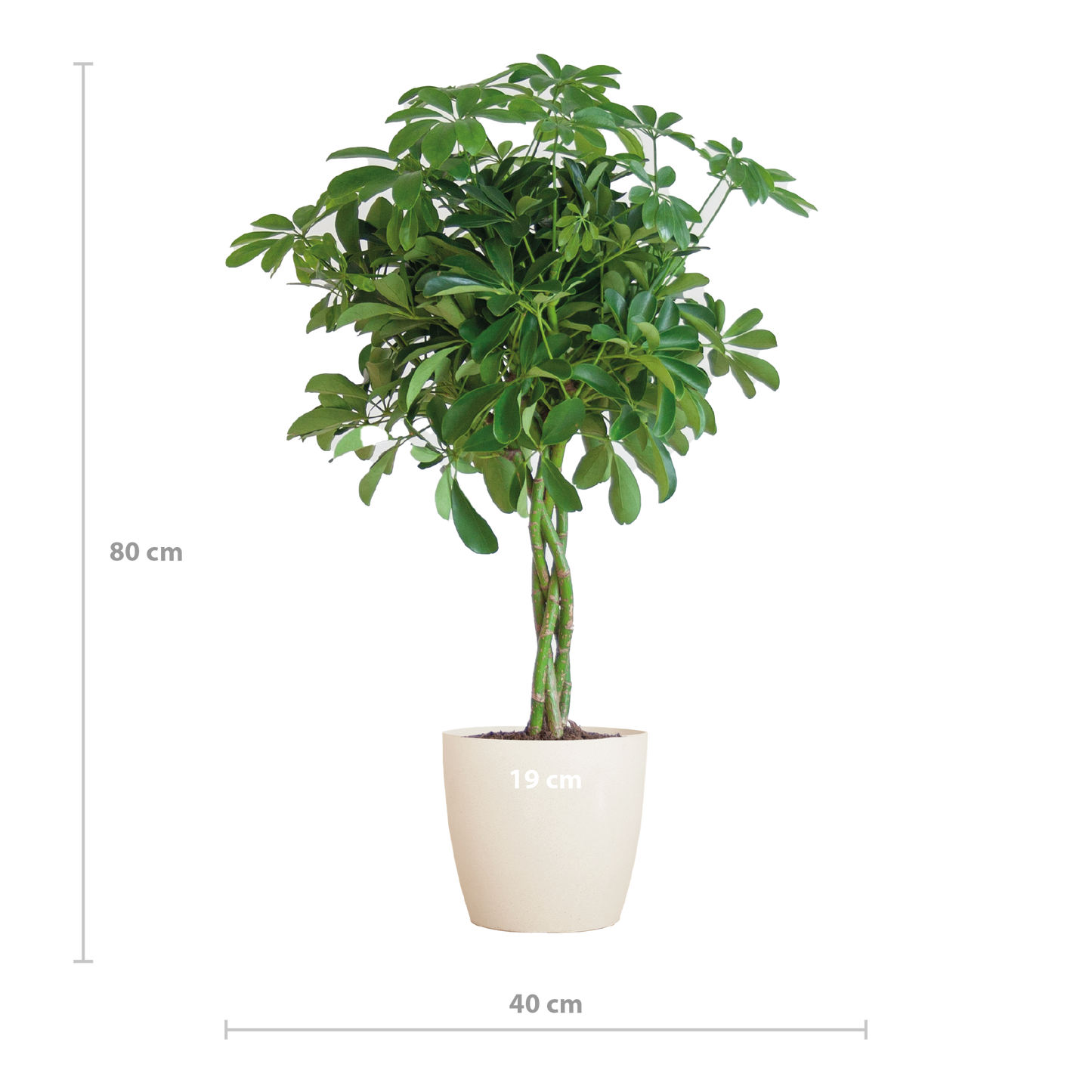 🌿 Schefflera Arboricola ‘Nora’ – Vingerplant met Vibers Pot Wit