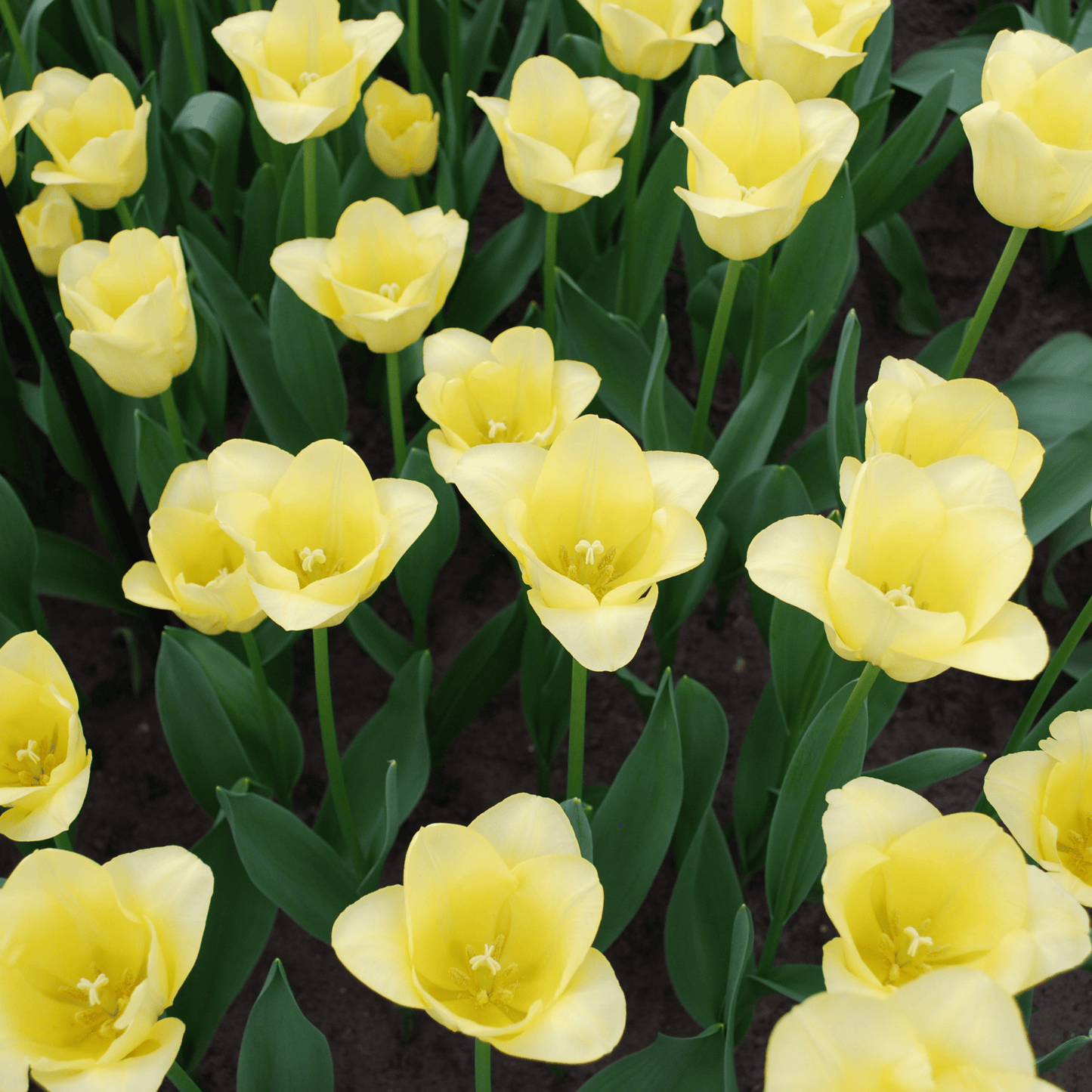🌷 Tulpenbollen ‘World Friendship’ – Lichtgele Tulp (20 Stuks)