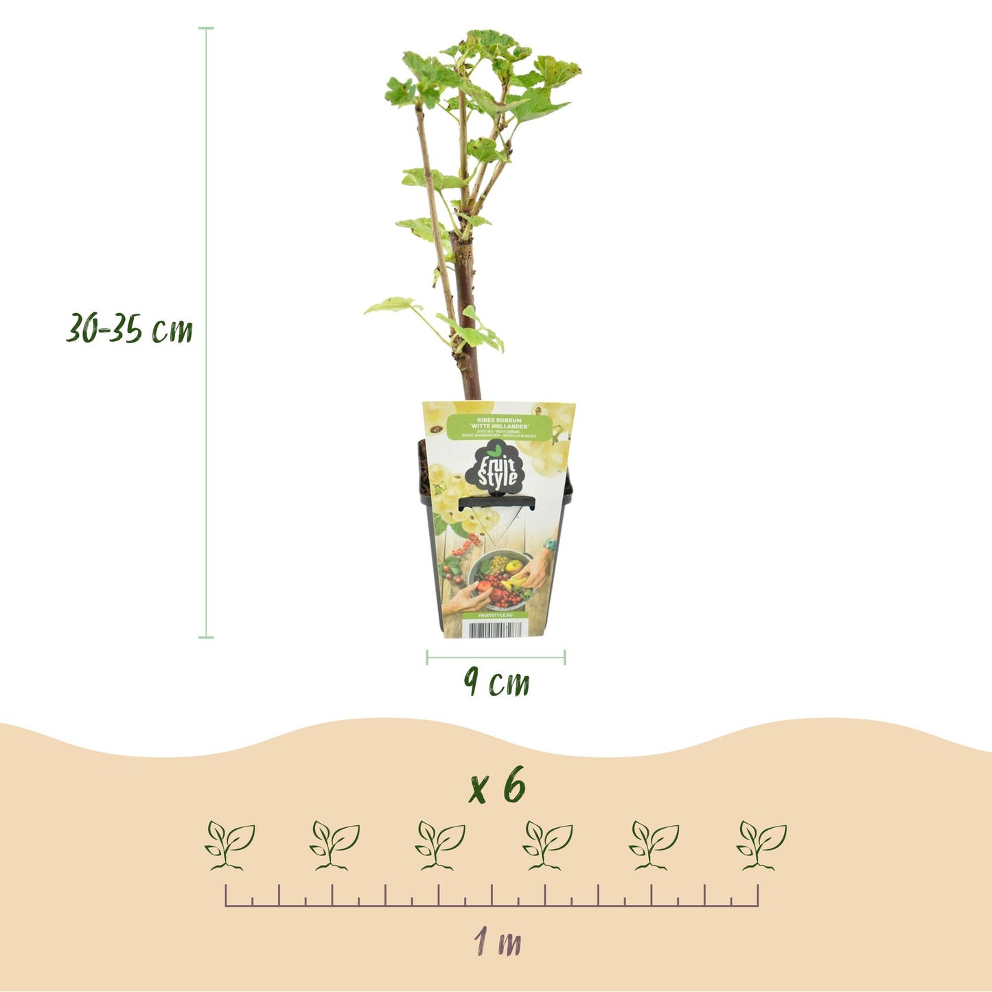 🍇 Witte Bes ‘Witte Hollander’ – Ribes rubrum | (6 stuks)