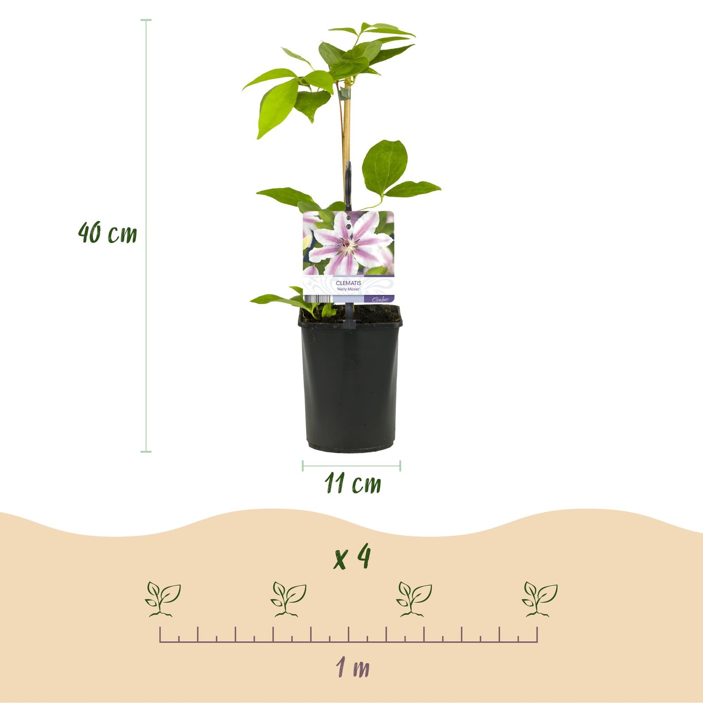 🌸 Clematis ‘Nelly Moser’ – Klimplant (2 Stuks)
