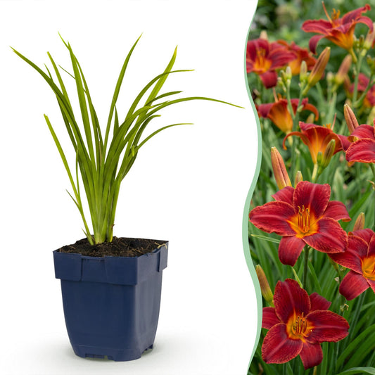 🌿 Hemerocallis 'Autumn Red' – Rode Daglelie | 3 stuks