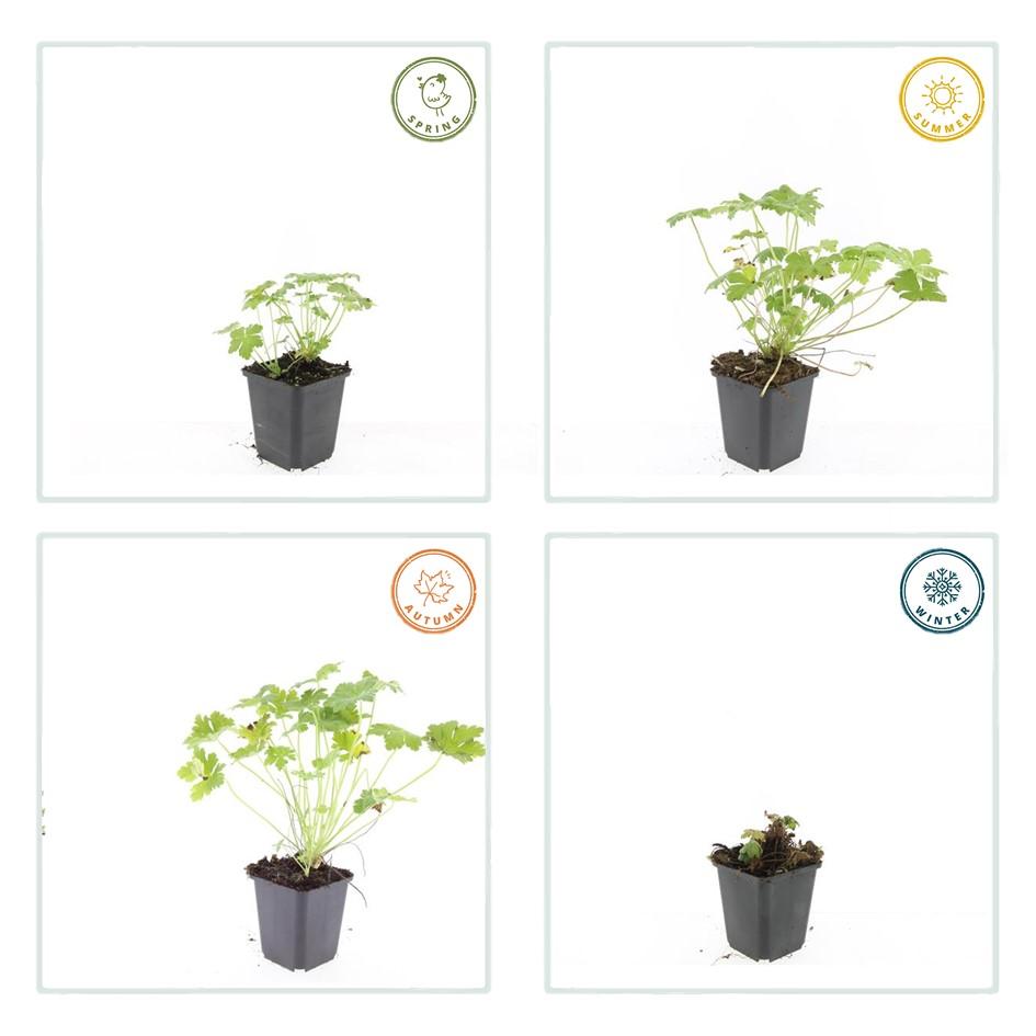 🌸 Geranium macrorrhizum ‘Czakor’ – Winterharde Geurende Bodembedekker (6 stuks)
