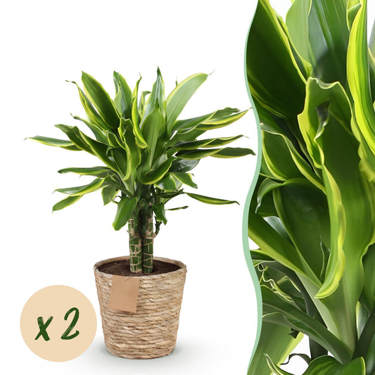 🌿 Dracaena ‘Golden Coast’ | Drakenbloedboom Set met Mand (2 Stuks)