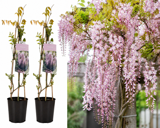 🌸 Wisteria floribunda ‘Rosea’ – Roze Blauwe Regen | (2 stuks)