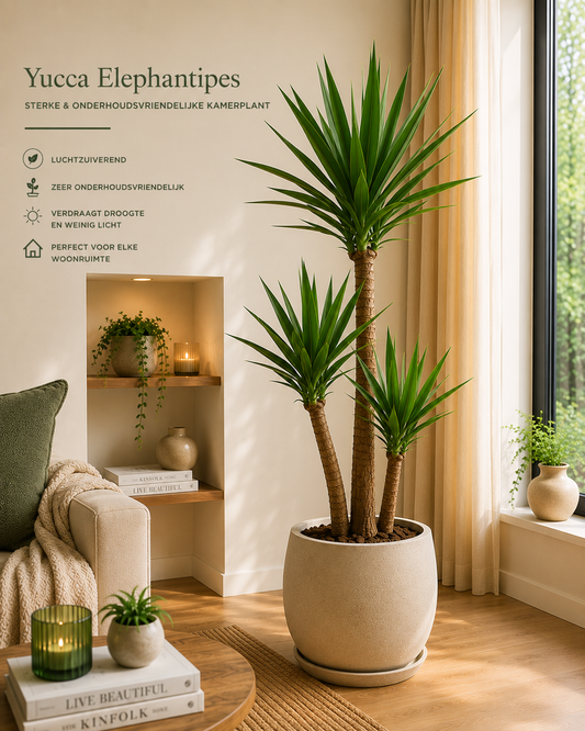 🌿 Yucca Elephantipes