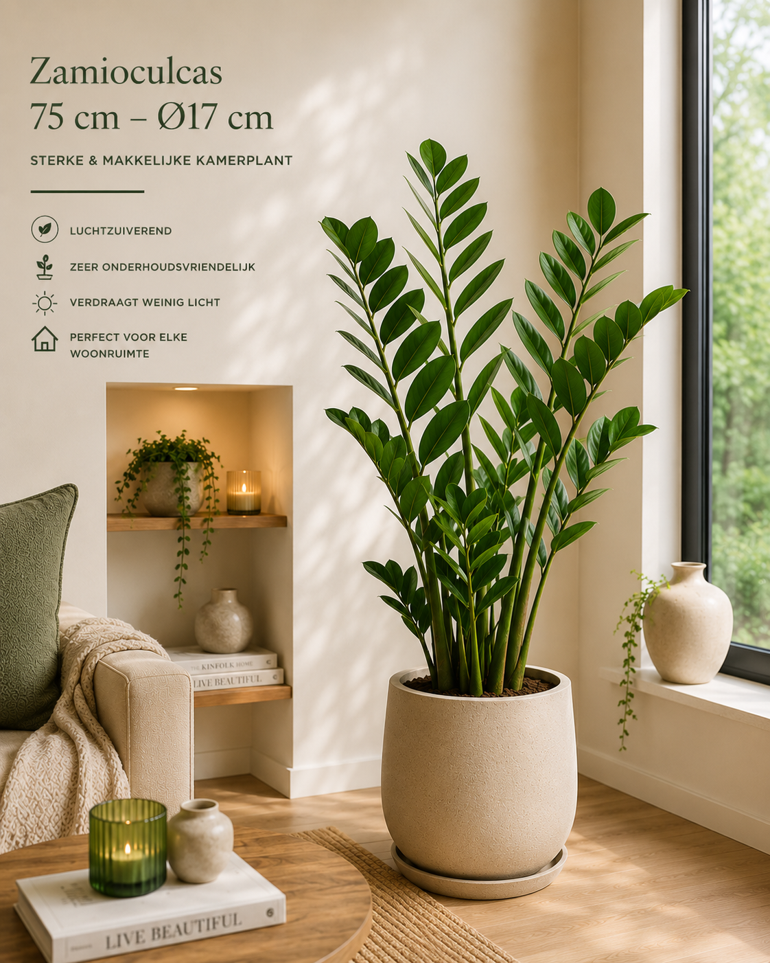 🌿 Zamioculcas – Sterke Luchtzuiverende Kamerplant voor Elk Interieur