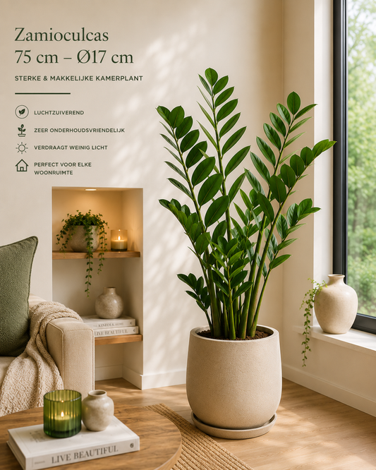 🌿 Zamioculcas – Sterke Luchtzuiverende Kamerplant voor Elk Interieur